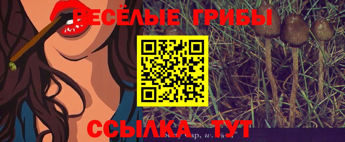 Малгобек  Галлюциногенные грибы Cubensis  Вход с VPN 